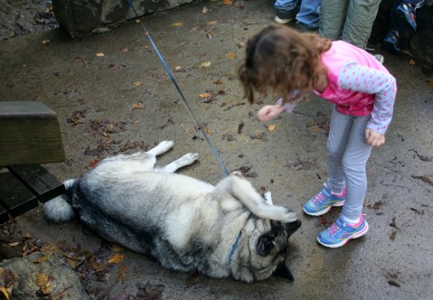 Tyler strikes an irresistible  while at Looking Glass Falls.