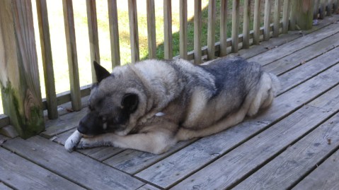 Tyler relaxes while chewing on a hoof on the porch.